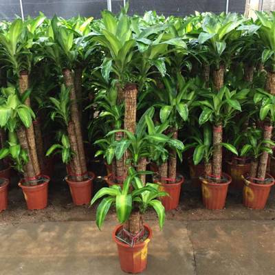 重慶植物租擺、植物銷售、園林綠化設計及養護管理