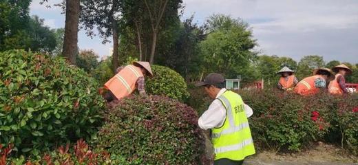 屯溪區 城市管理不“打烊”，城市顏值不走樣，綠化管理顯成效
