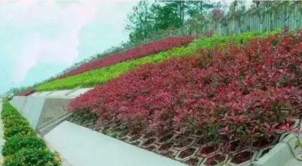 邊坡綠化方案詳解與綠化管理