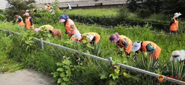 路南區(qū)城管執(zhí)法局夏季清理雜草，精細維護綠化環(huán)境
