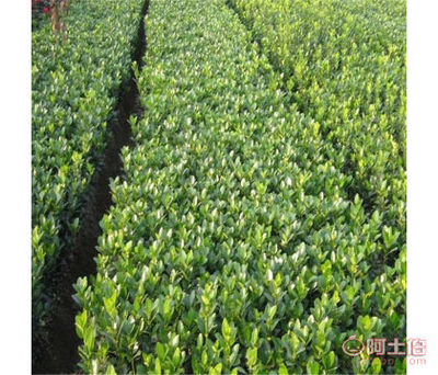 成駿園藝場一級工程綠化冬青規(guī)格齊全易管理
