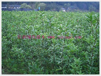 高純度尖葉四季桂，信鴿綠化專營首選