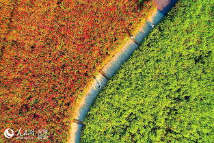 合肥蜀山區四季花海綠化管理的實踐與探索