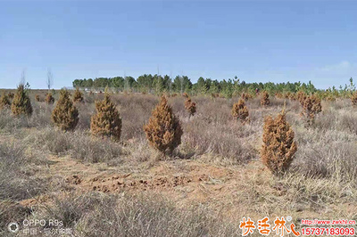 柏樹養護恢復慢怎么辦？優化管理策略與生根劑選擇指南