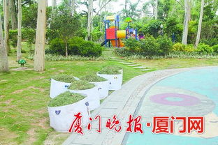 廈門出臺綠化垃圾管理辦法 枯枝斷樹優先考慮景觀與木材應用，推動綠色管理升級