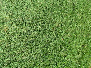 南陽百慕大草坪 產品動態與科學綠化管理實踐