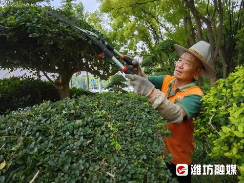 一線直擊 高溫下的護(hù)綠使者——那雙手與那片綠的故事