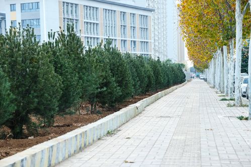 微空間治理 伊濱精細(xì)化管理，煥新城市生態(tài)底色