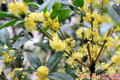 桂花樹生根與養護全攻略 科學使用生根粉，助力綠植茁壯成長